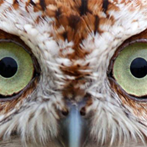 FirstCommonwealthBank_crop